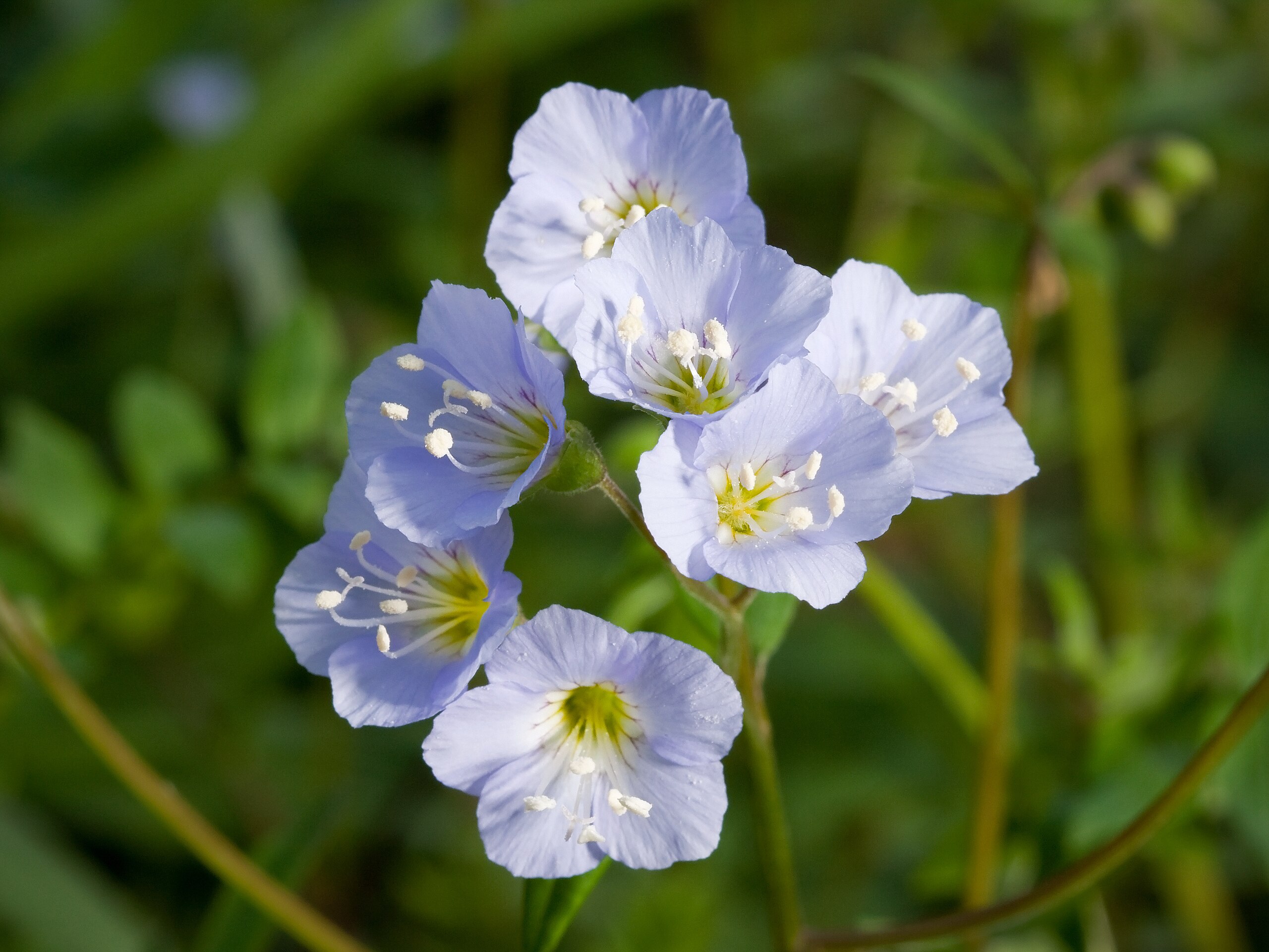 Jacob’s ladder
