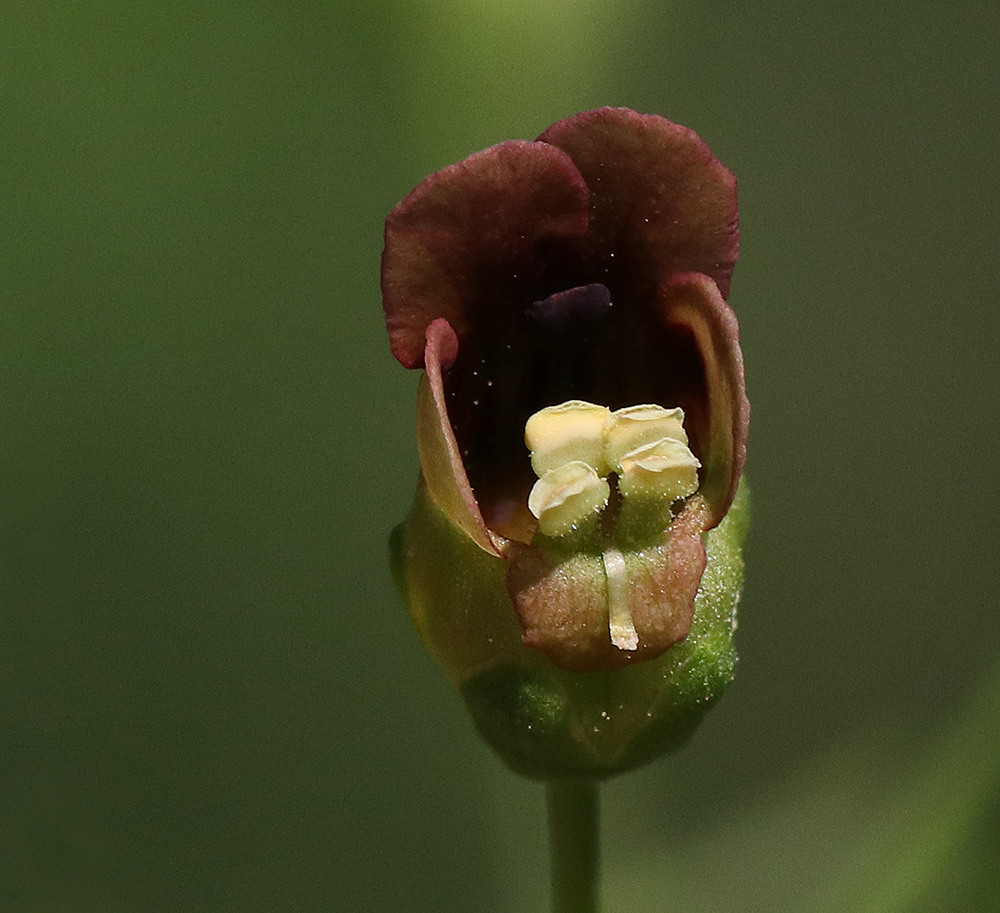 Late figwort