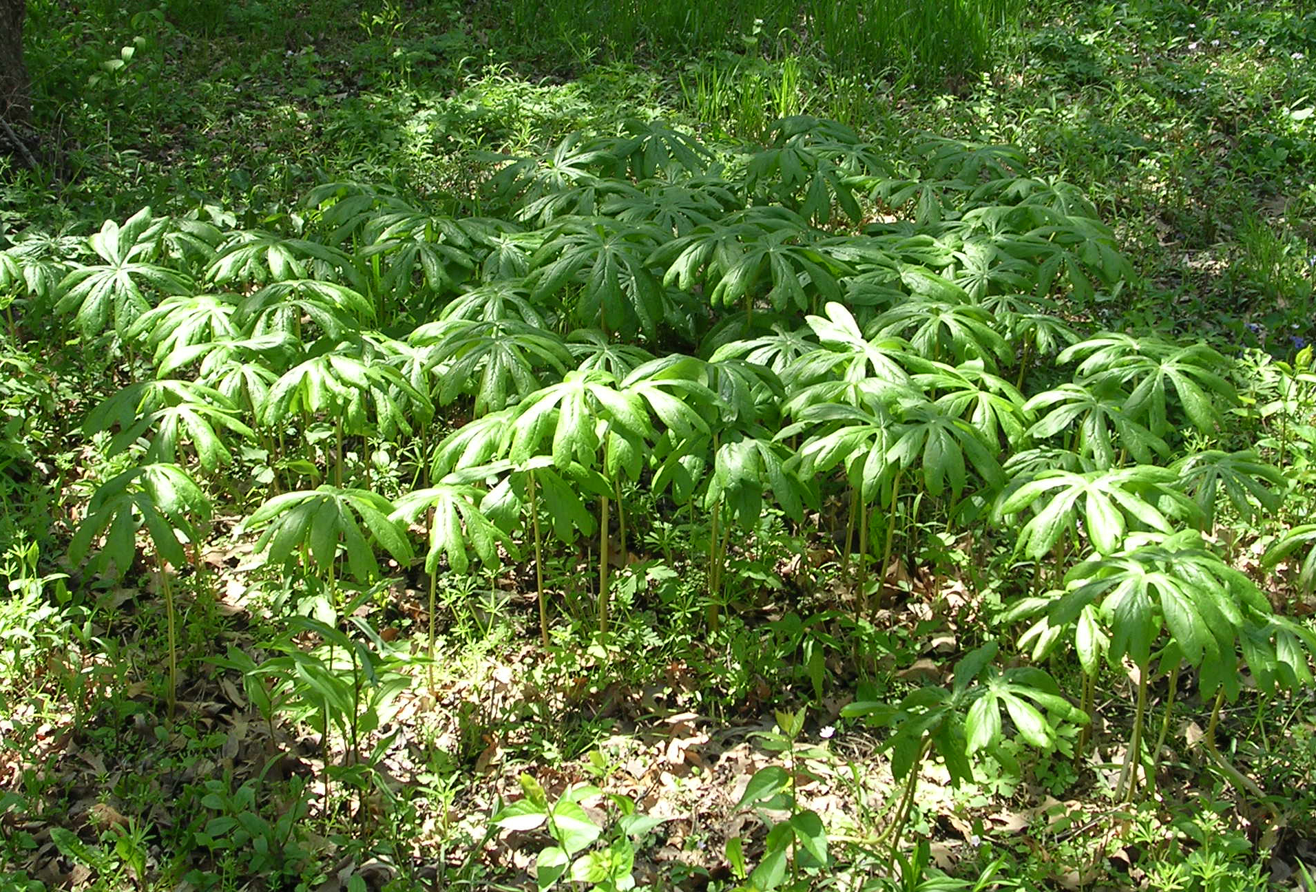 Mayapple