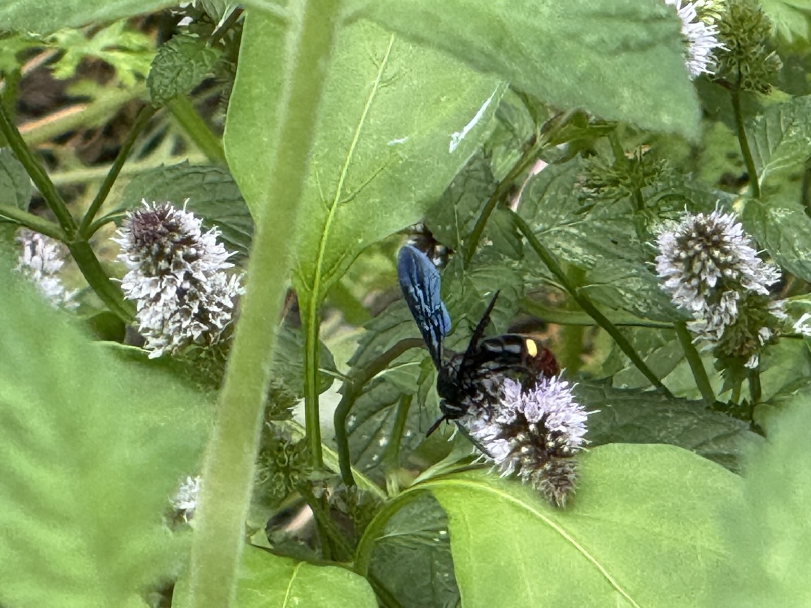 A scoliid wasp