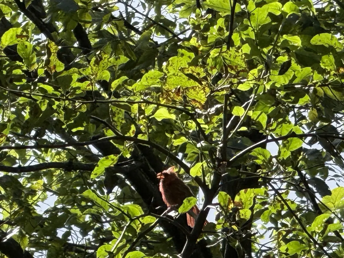A cardinal cheering us on