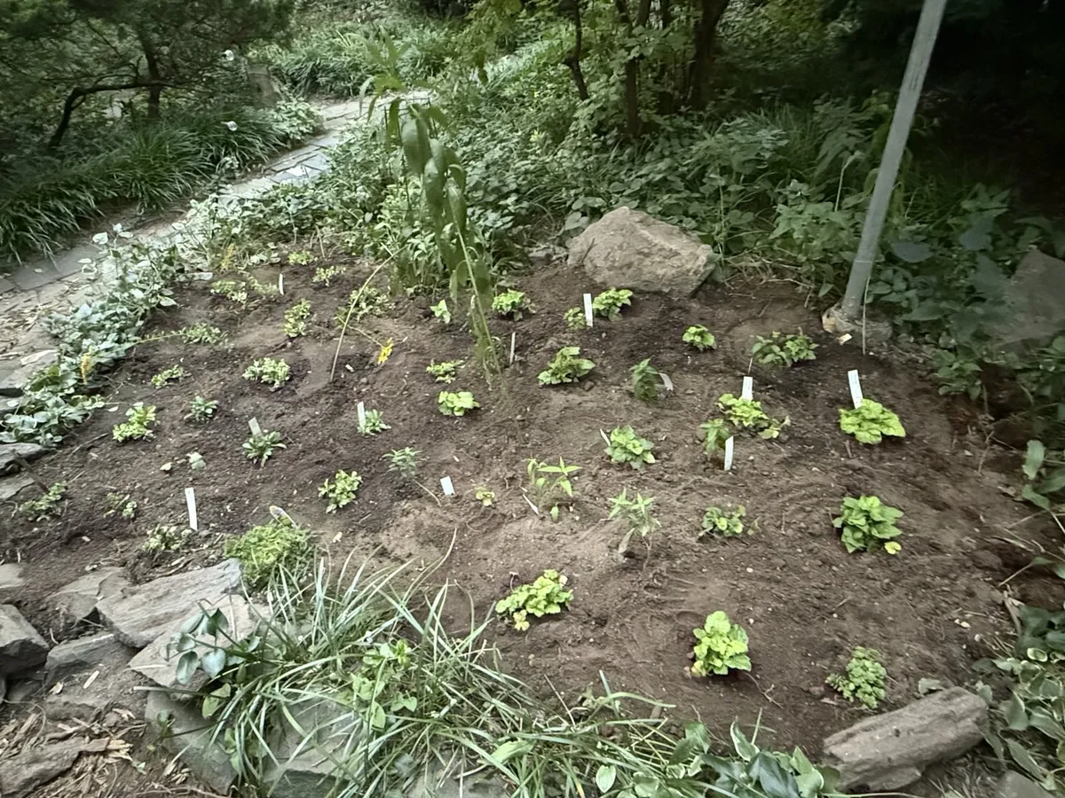 Everything planted