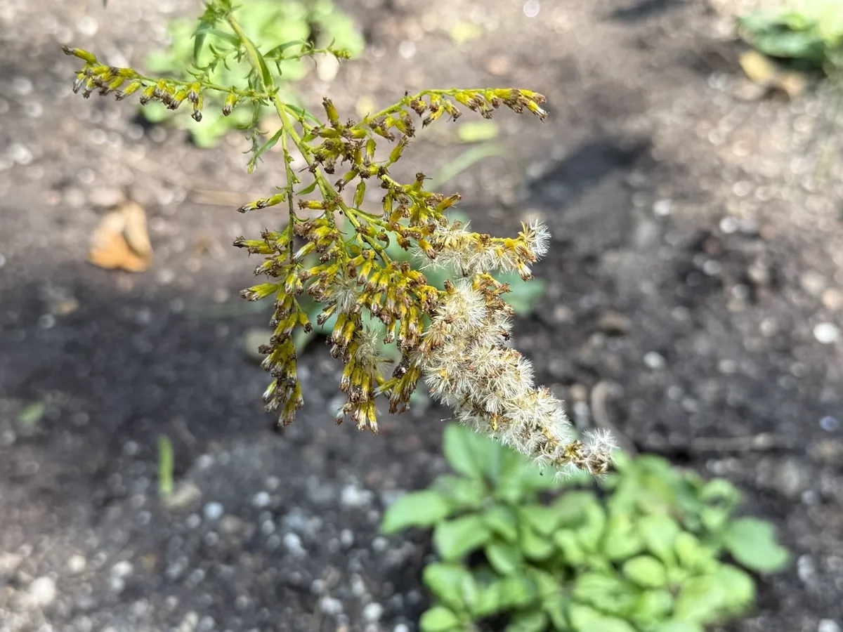 Sweet goldenrod