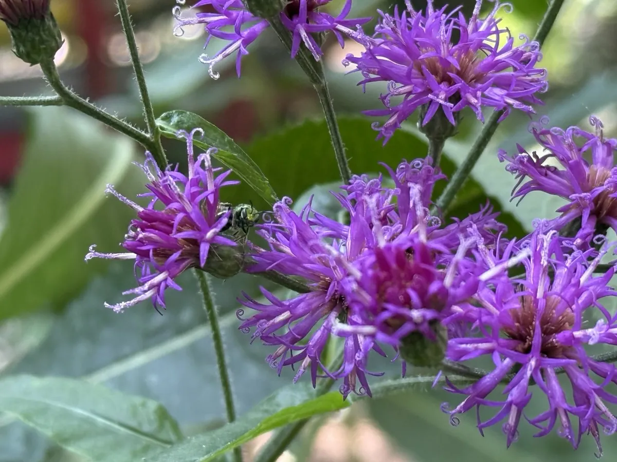 Ironweed