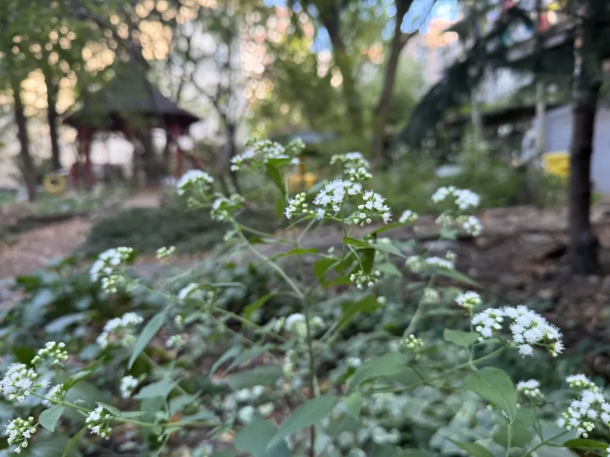 White snakeroot